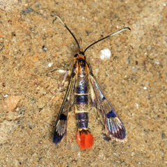 Synanthedon acerrubri