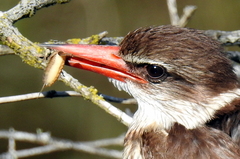 Gryllotalpa africana