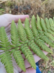 Dryopteris carthusiana