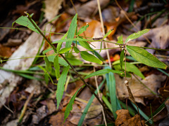 Silene stellata