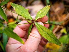 Silene stellata