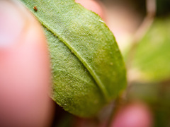 Silene stellata