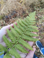Dryopteris carthusiana