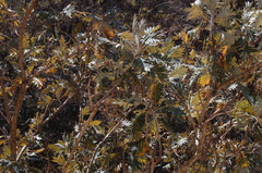 Bocconia arborea