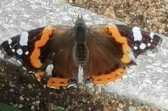 Vanessa atalanta