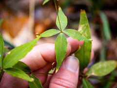 Silene stellata