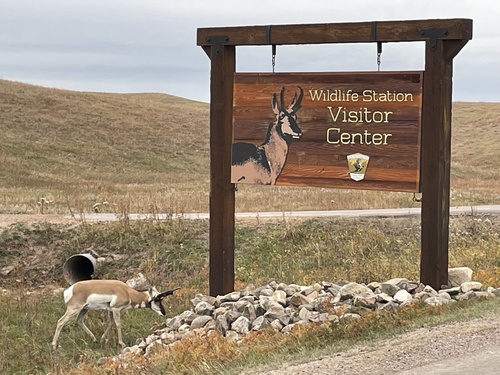 Pronghorn photographed in South Dakota