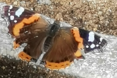 Vanessa atalanta