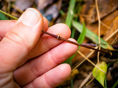 Silene stellata