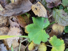 Alchemilla
