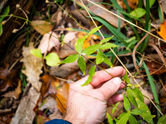Silene stellata