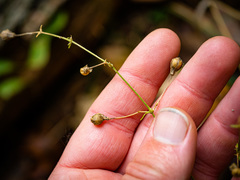 Silene stellata