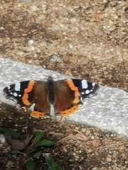 Vanessa atalanta