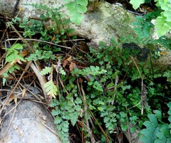 Asplenium hookerianum