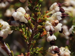 Erica suffulta