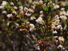 Erica suffulta