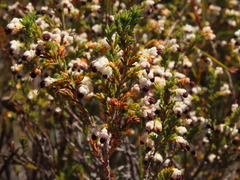 Erica suffulta