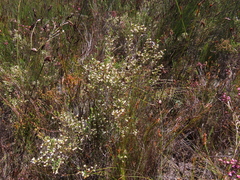 Erica suffulta