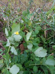 Chelidonium majus