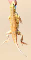 Meroles anchietae