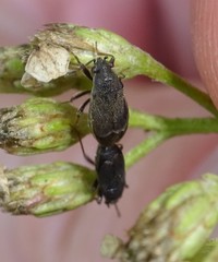 Stygnocoris rusticus