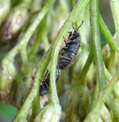 Stygnocoris rusticus