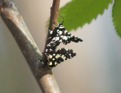 Pseudothyris sepulchralis