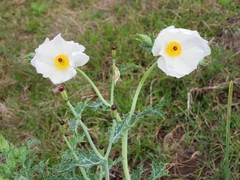 Argemone hunnemannii