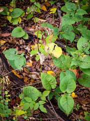 Eurybia schreberi