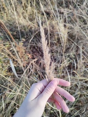 Calamagrostis epigejos