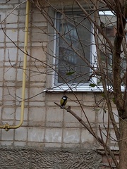 Parus major