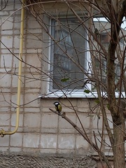 Parus major