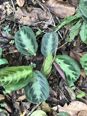 Maranta