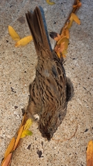 Melospiza lincolnii