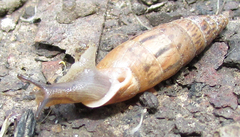 Eubrephulus bicallosus