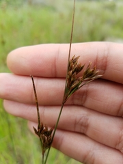 Juncus occidentalis