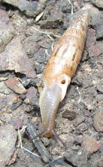 Eubrephulus bicallosus