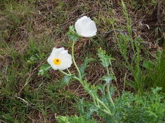 Argemone hunnemannii