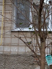 Parus major