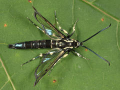 Synanthedon pictipes