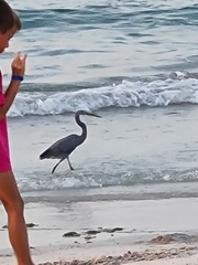 Egretta gularis