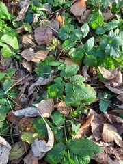 Chaerophyllum aromaticum