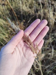 Calamagrostis epigejos