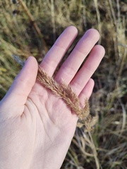 Calamagrostis epigejos
