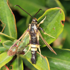 Synanthedon kathyae