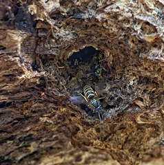 Vespula vulgaris