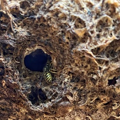Vespula vulgaris