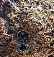 Vespula vulgaris