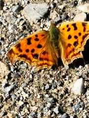 Polygonia c-aureum