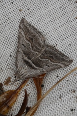 Dichromodes consignata